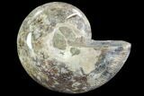 Bargain, Thick Ammonite (Anapuzosia) Fossil Half #88027-1